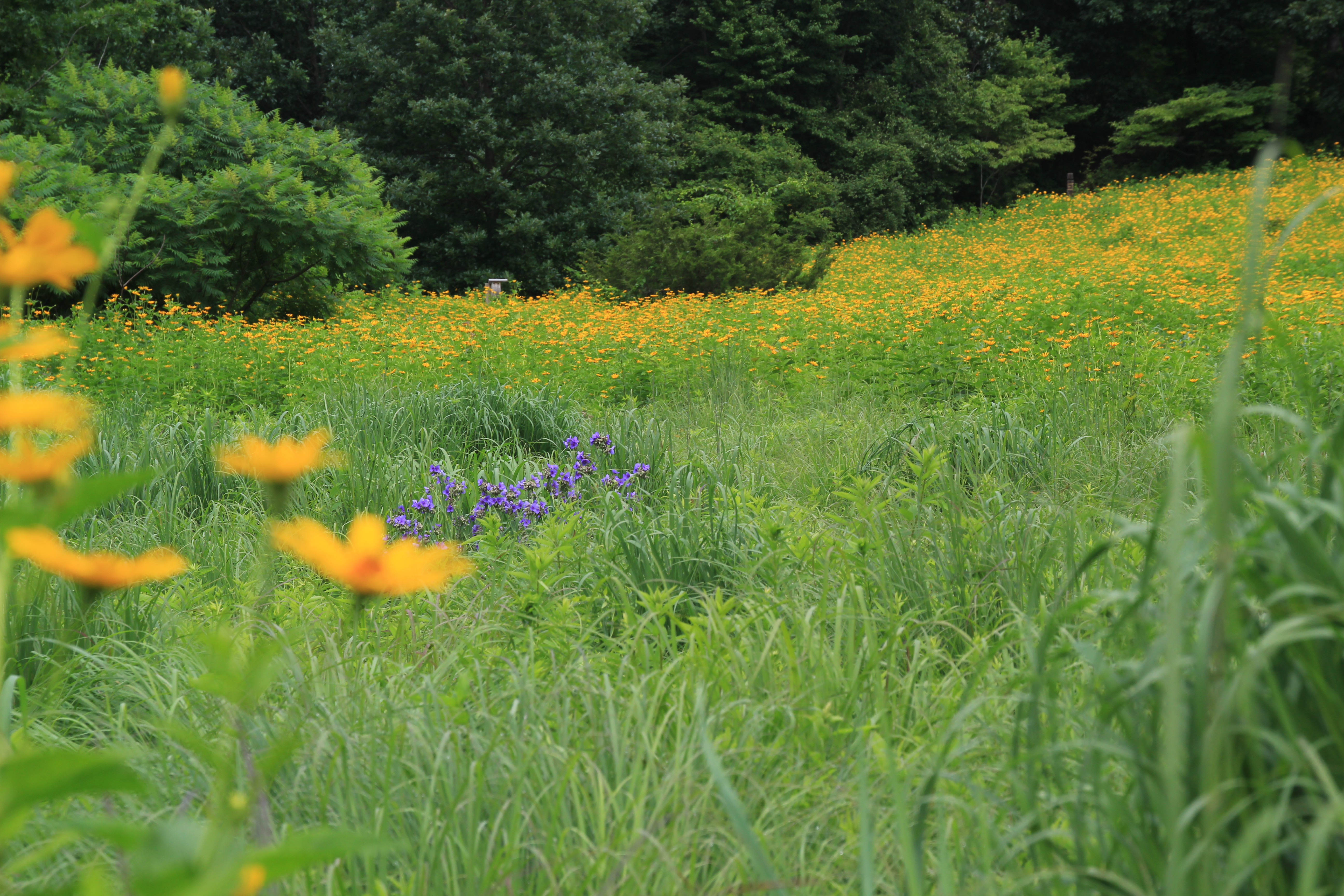 North Shore Land Alliance Walks in the Woods