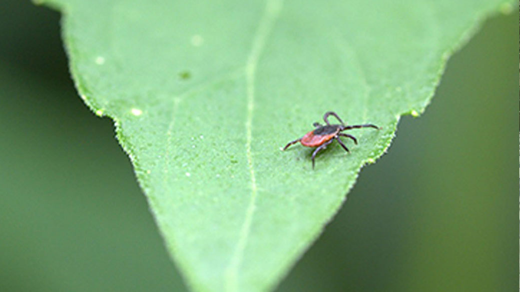 Ticks and Mosquitoes