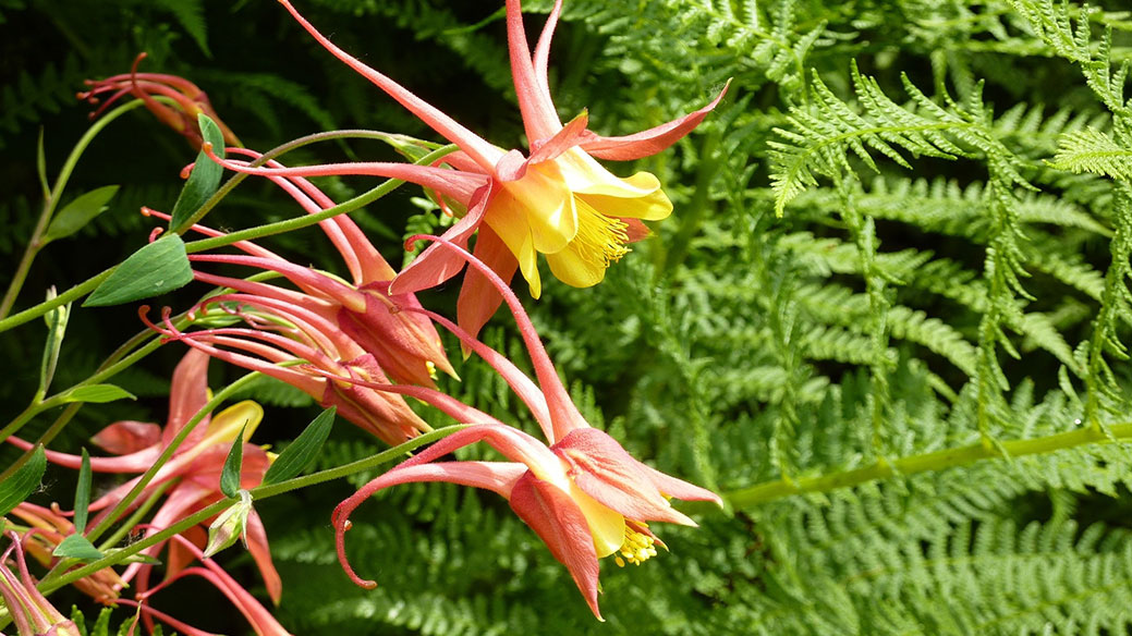 Native Wildflowers Columbine