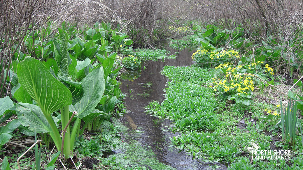 Early Spring Walk at Humes Preserve_North Shore Land Alliance