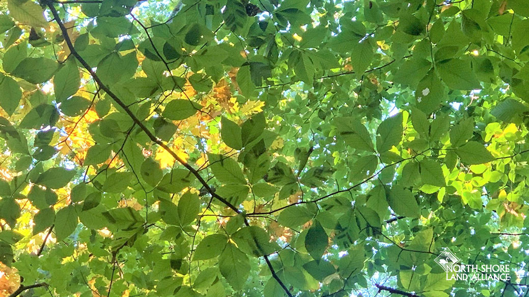 beech-leaf-disease-search-for-a-treatment-north-shore-land-alliance