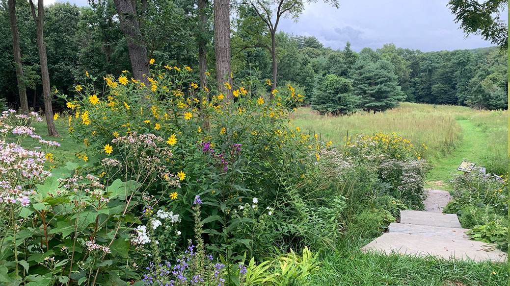 Meadow at the Humes Preserve