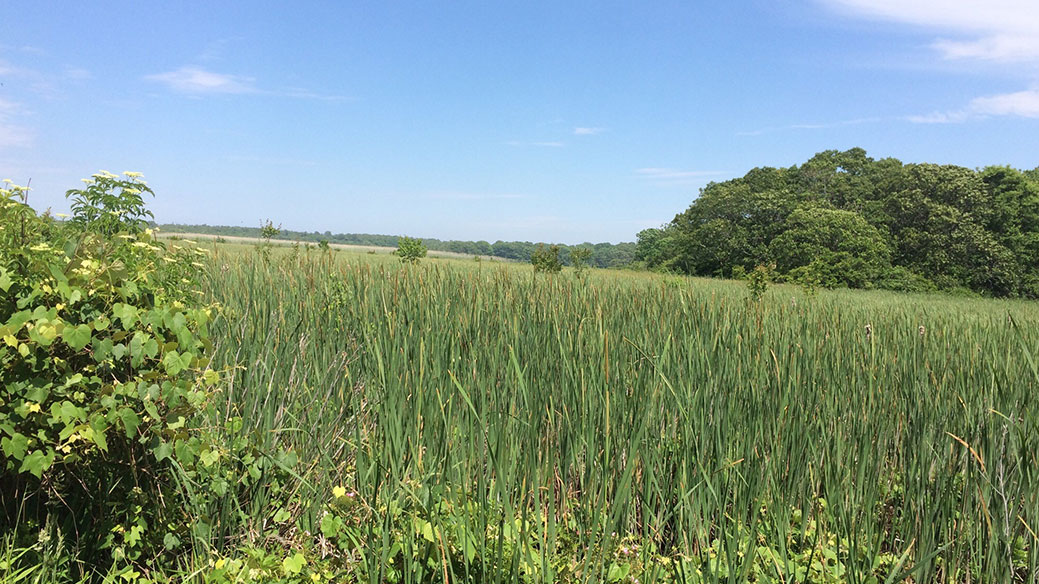 Big Reed Pond Nature Preserve
