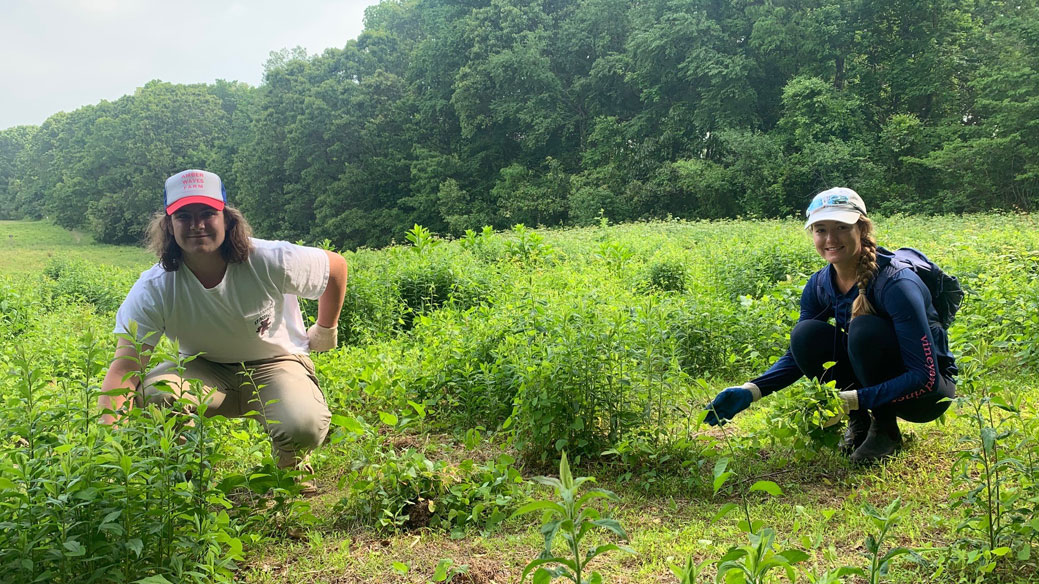 O'Neil Stewards Pulling Invasive Vegetation