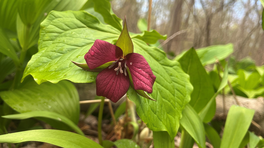 Red Trillium