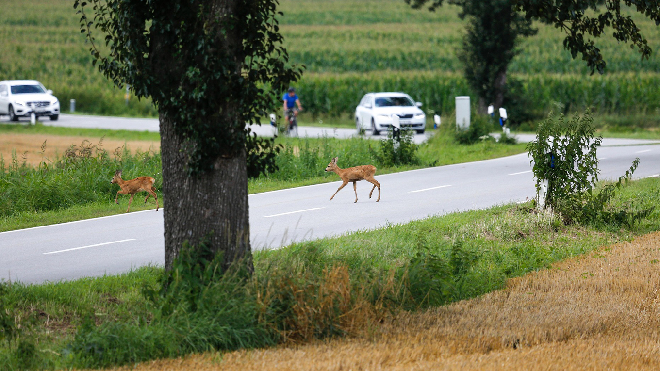 Human and Wildlife Coexistence Talk