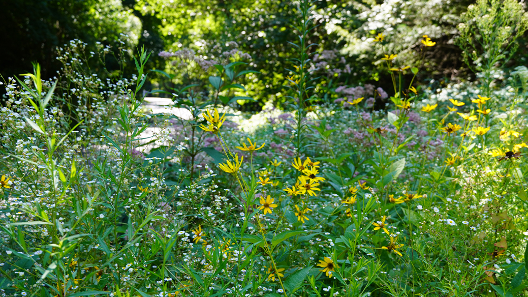 Pollinator Gardens Spring Cleanup